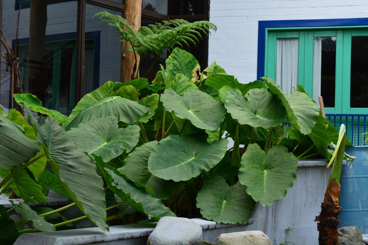 Termales El Otono Otel La Enea Dış mekan fotoğraf Xanthosoma sagittifolium