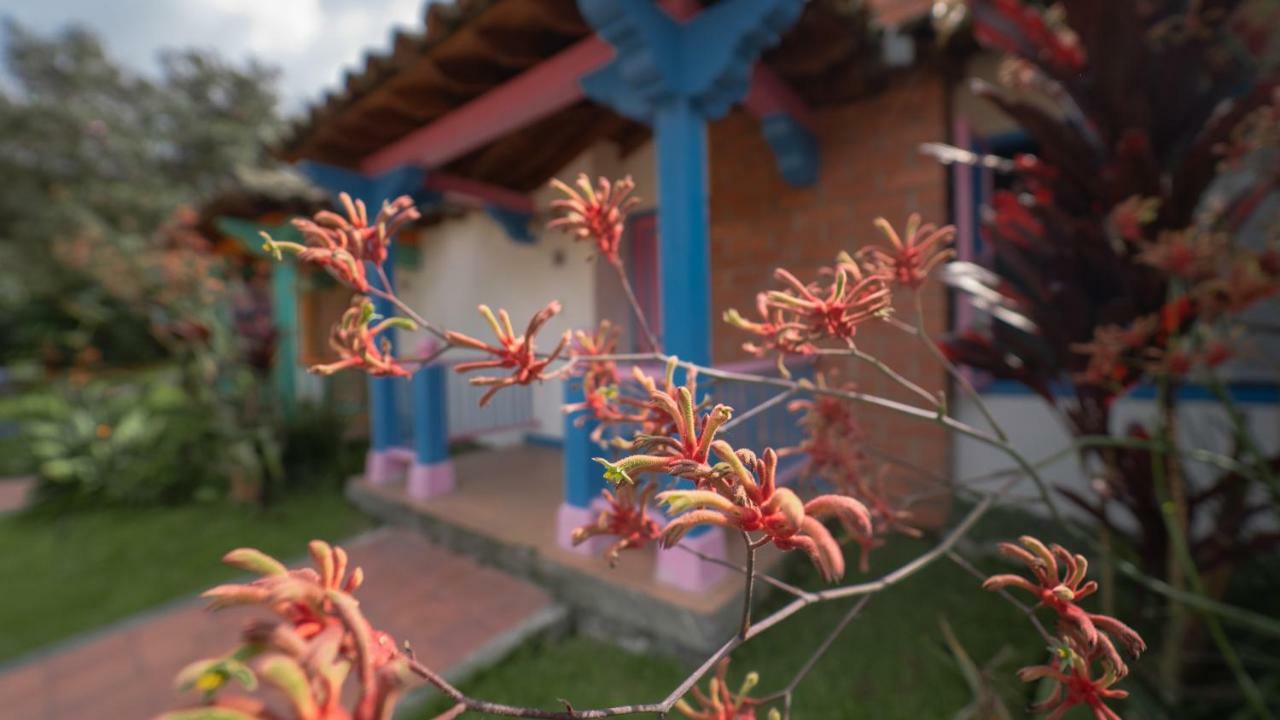 Termales El Otono Otel La Enea Dış mekan fotoğraf An example of a kangaroo paw